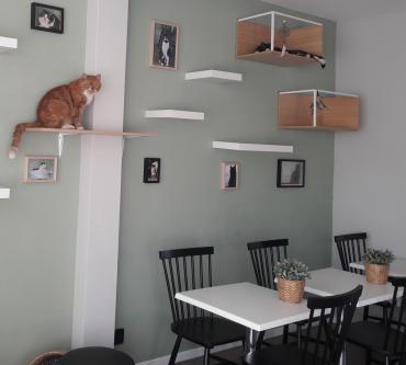 Eerste kattencafé in Zeeland